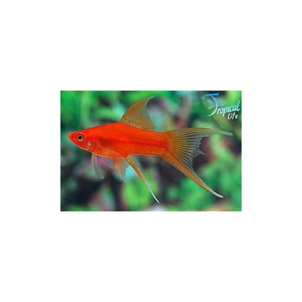 Xiphophorus helleri Red HiFin: Vendita Online Pesce Portaspada | Tropical Life