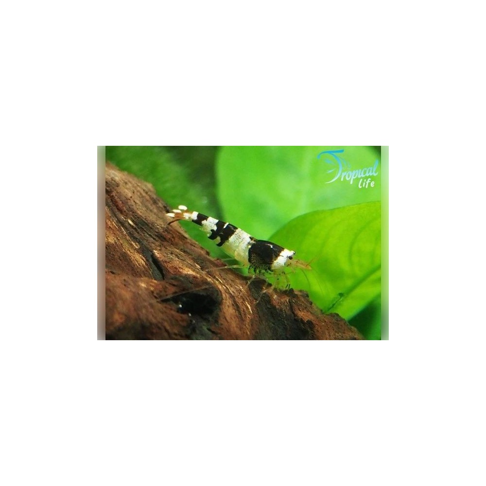 Caridina Crystal Black CBS: Gamberetto Bianco Nero | Tropical Life