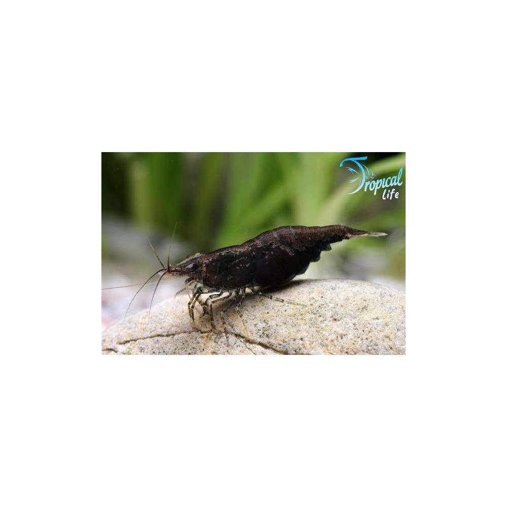 Neocaridina davidi Black: Gamberetto Nero | Tropical Life