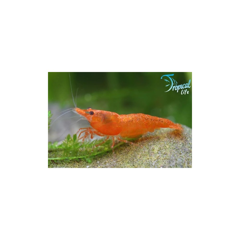 Neocaridina davidi Orange: Gamberetto Arancione | Tropical Life