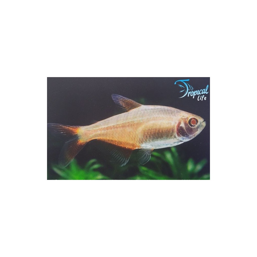 Psalidodon anisitsi gold: Tetra Buenos Aires | Tropical Life
