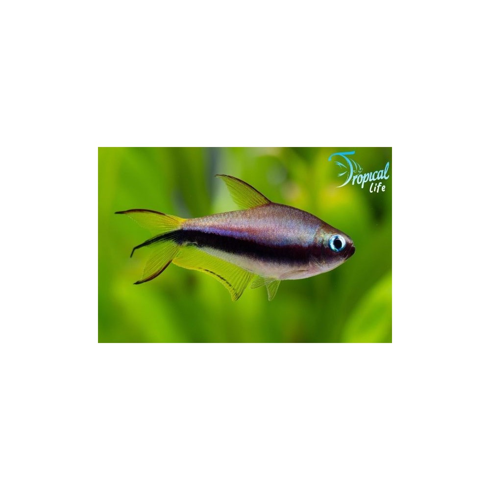 Nematobrycon palmeri: Tetra Imperatore | Tropical Life