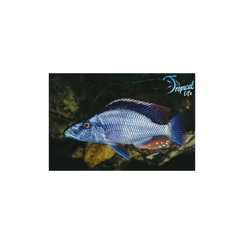 Dimidiochromis compressiceps: Ciclide Predatore Malawi | Tropical Life