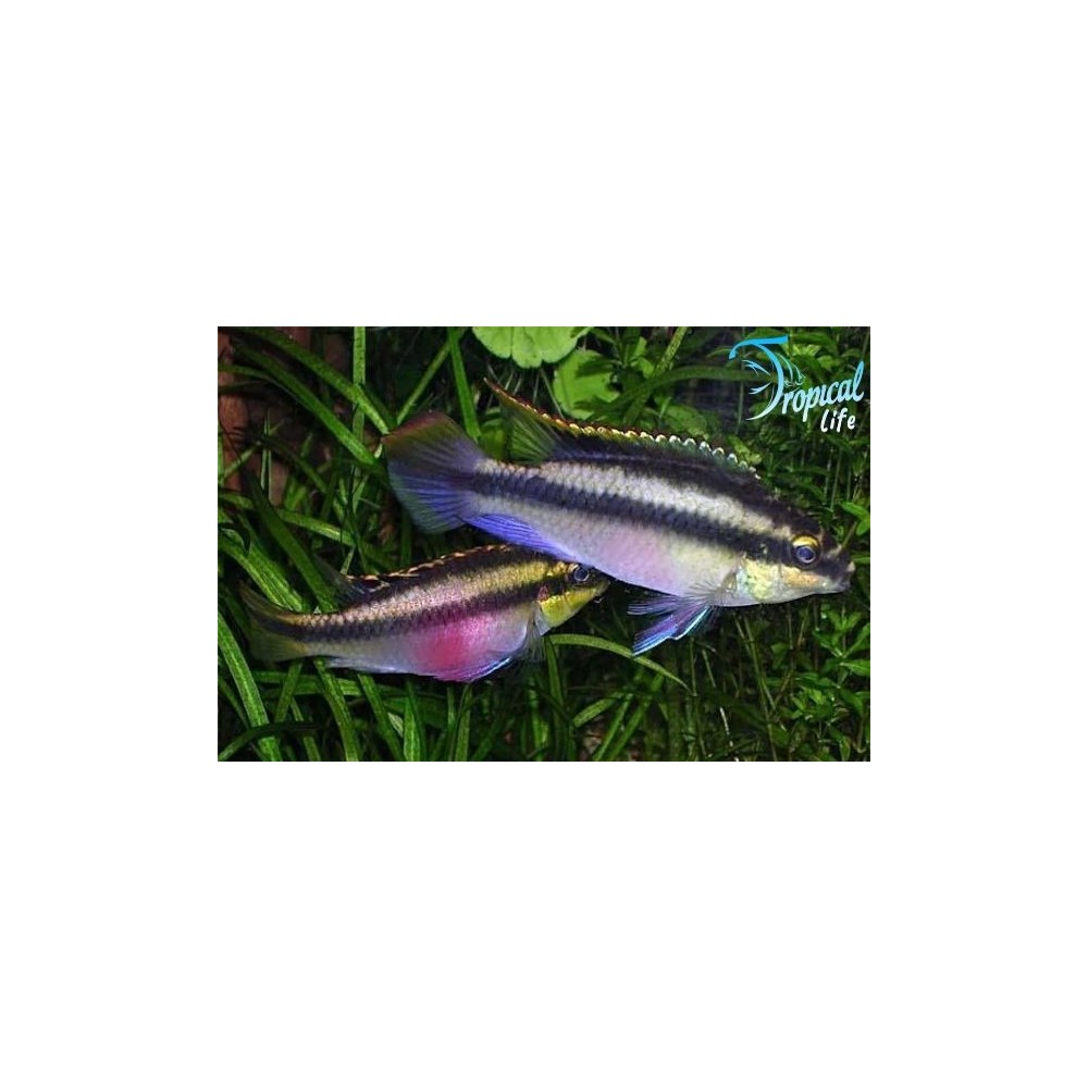 Pelvicachromis pulcher | Ciclide Arcobaleno | Tropical Life