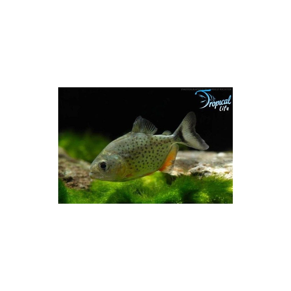 Pygocentrus nattereri | Piranha Pancia Rossa Amazzonico| Tropical Life