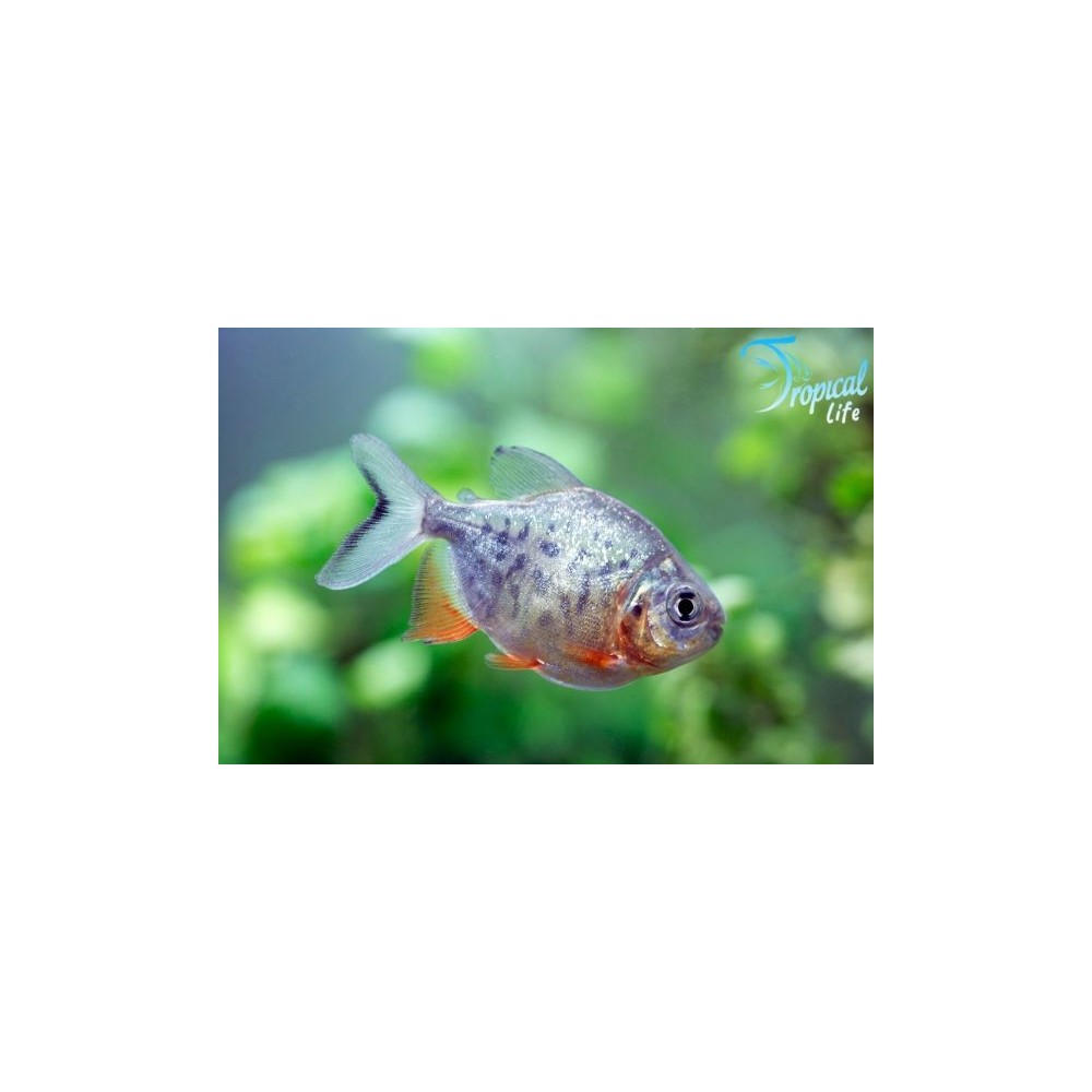 Red Pacu in vendita su Tropical Life