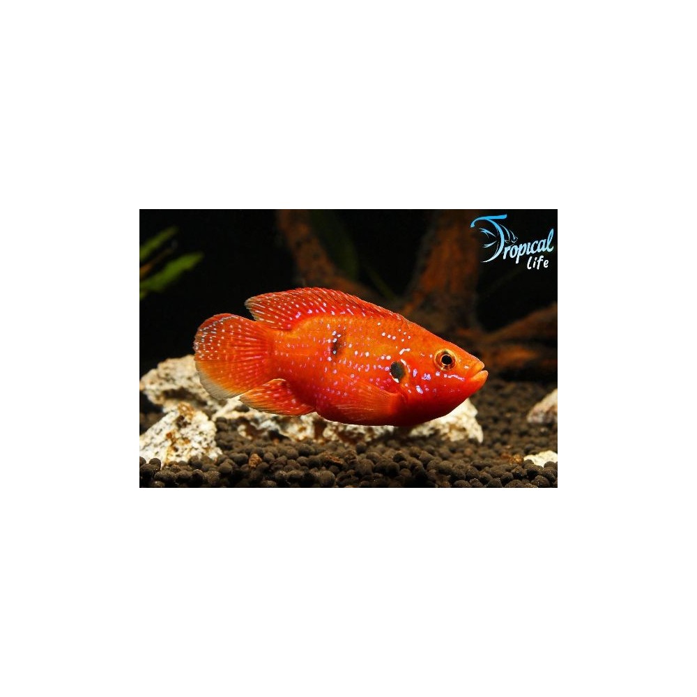 ciclide-gioiello-balloon-rosso-acquario