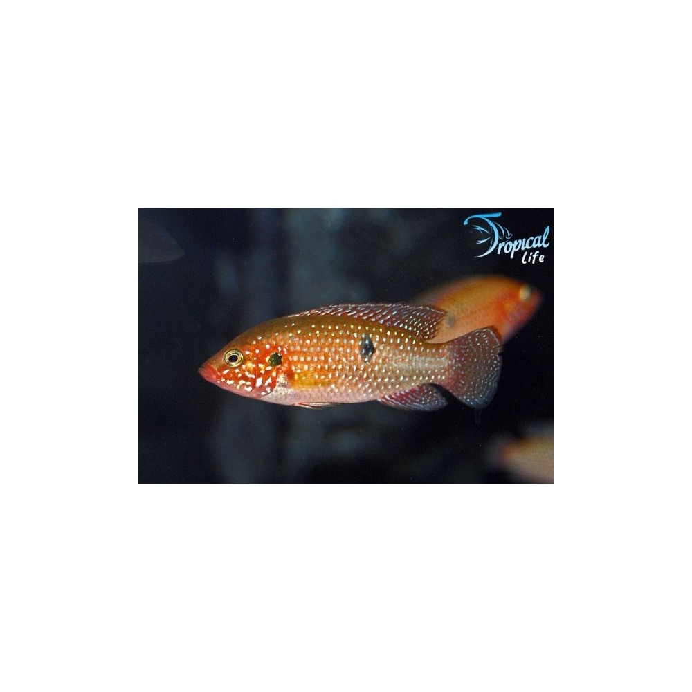Hemichromis lifalili | Ciclide Nano Africano | Tropical Life