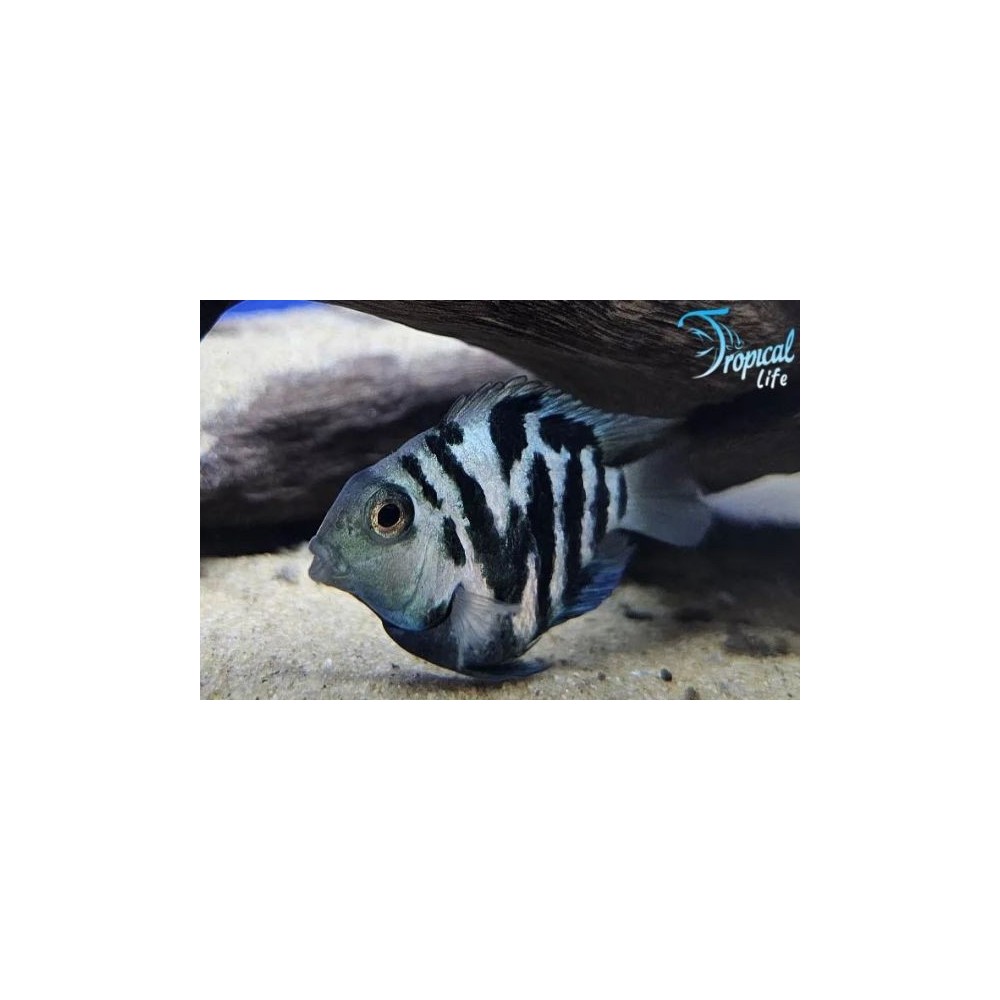 Amatitlania nigrofasciatum "Balloon" | Ciclide Convicto Palla| Tropical Life