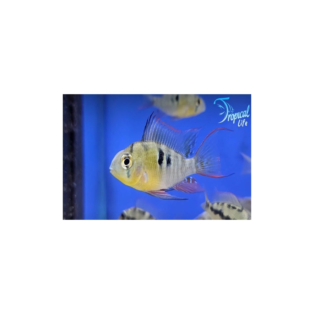 Mikrogeophagus altispinosus | Ciclide Nano Boliviano | Altispinosa| Tropical Life