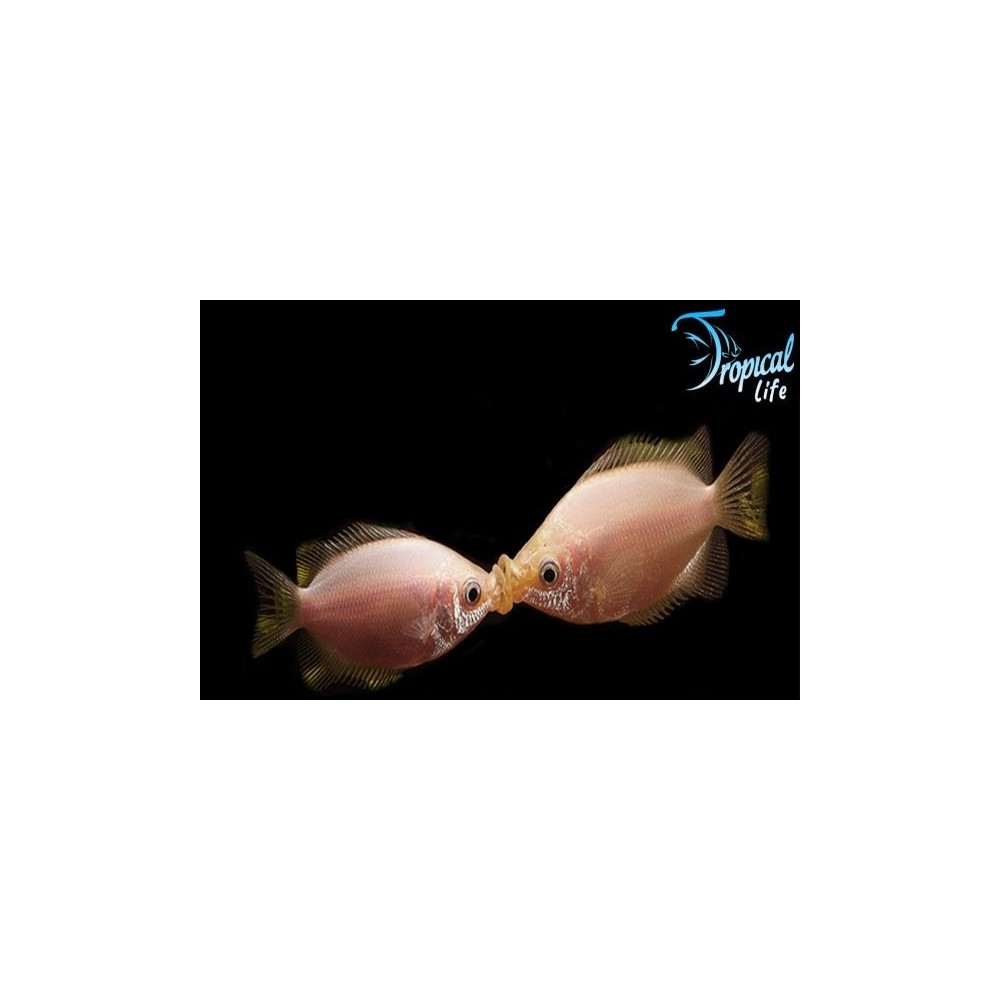 Coppia Helostoma temminckii pesce baciante acquario | Due soggetti bocca a bocca