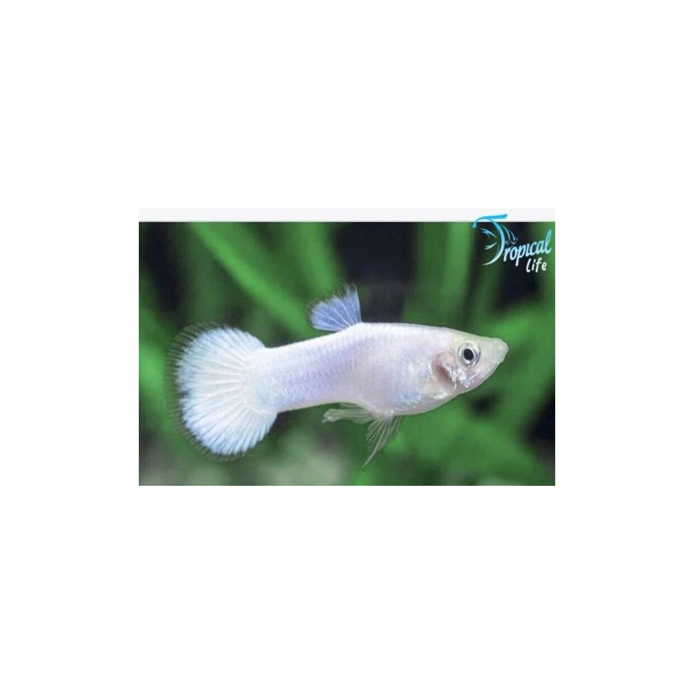 Esemplare di Guppy Snow White in vendite su Tropical Life