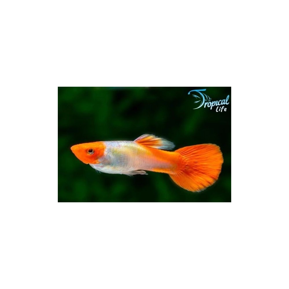 Esemplare di Guppy Platinum Koi in vendita su Tropical Life