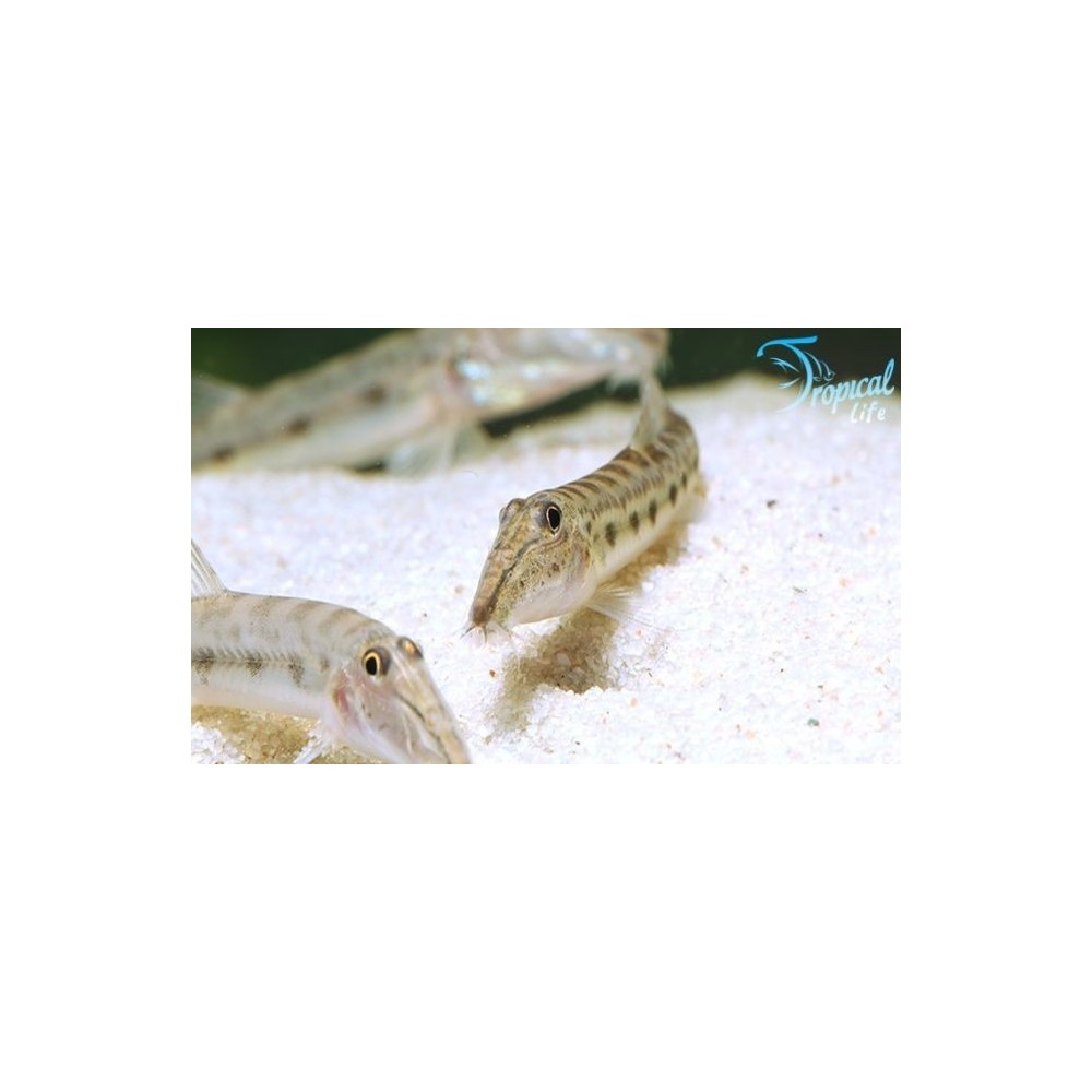 Esemplare di Acantopsis choirorhynchos in vendita su Tropical Life