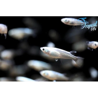 Oryzias latipes White: Medaka Bianco | Tropical Life