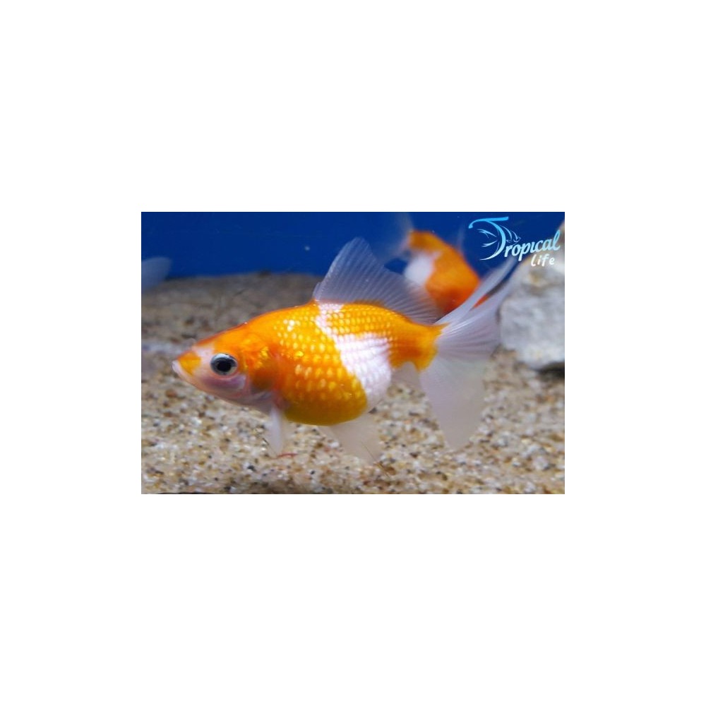 Esemplare di Oranda varietà chicco di riso in vendita su Tropical Life