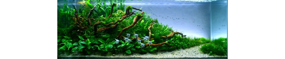 Pesci tropicali
